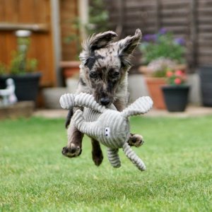 Puppy Power