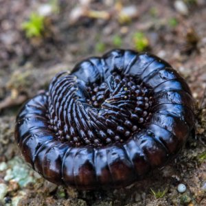 Portugese millipede..jpg
