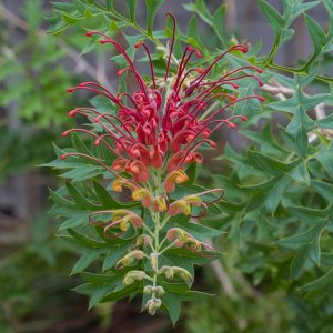 Fuchsia Grevillea. Grevillea bipinnitifida.