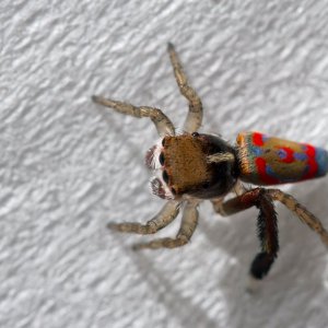 Peacock Spider. Maratus pavonis.