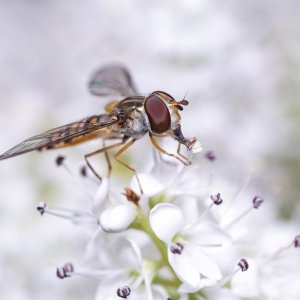Hoverflies 2