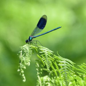 2. Banded demoiselle 1.JPG
