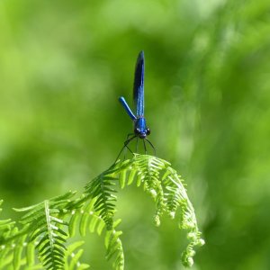 2. Banded demoiselle 2.JPG