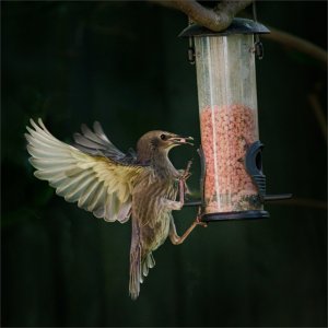 Starling Supper.jpg