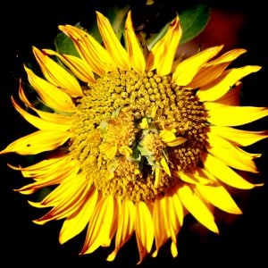 sunflower upload .jpg