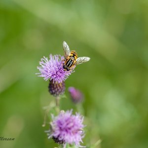 Buzz time