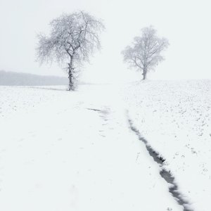 Snow at Cusworth.jpeg