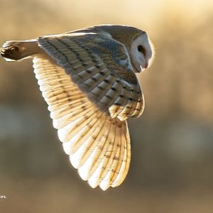 Barn Owl  - 10 03 23.jpg