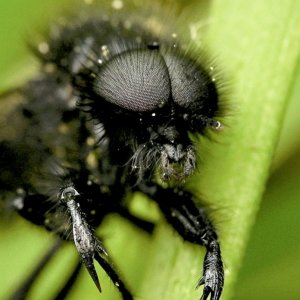 St Mark's Fly