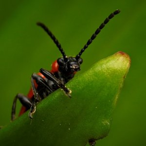 Scarlet Lily Bug