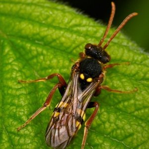 Nomad Bee