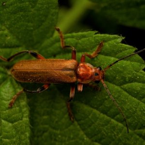 vivid soldier beetle