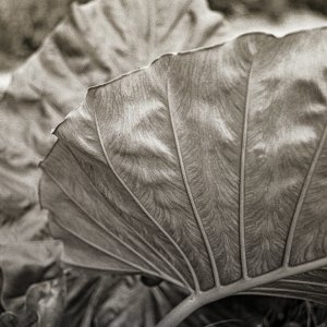 B&W Film-01211.jpg