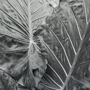 B&W Film-01214.jpg