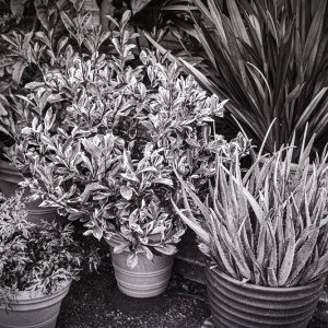 B&W Film-01250.jpg