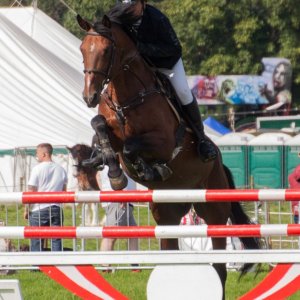 horses (19).jpg