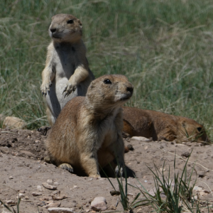Alan! Alan!  Prairie Dogs in South Dakota