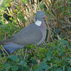 woodpigeon.jpg