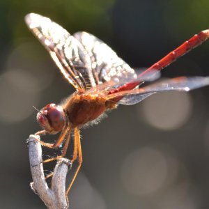 DFly