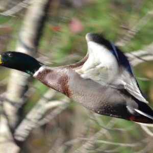 Mallard