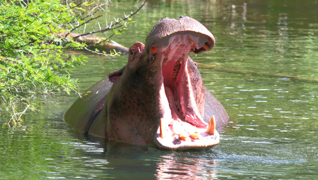 034_Hippo.jpg