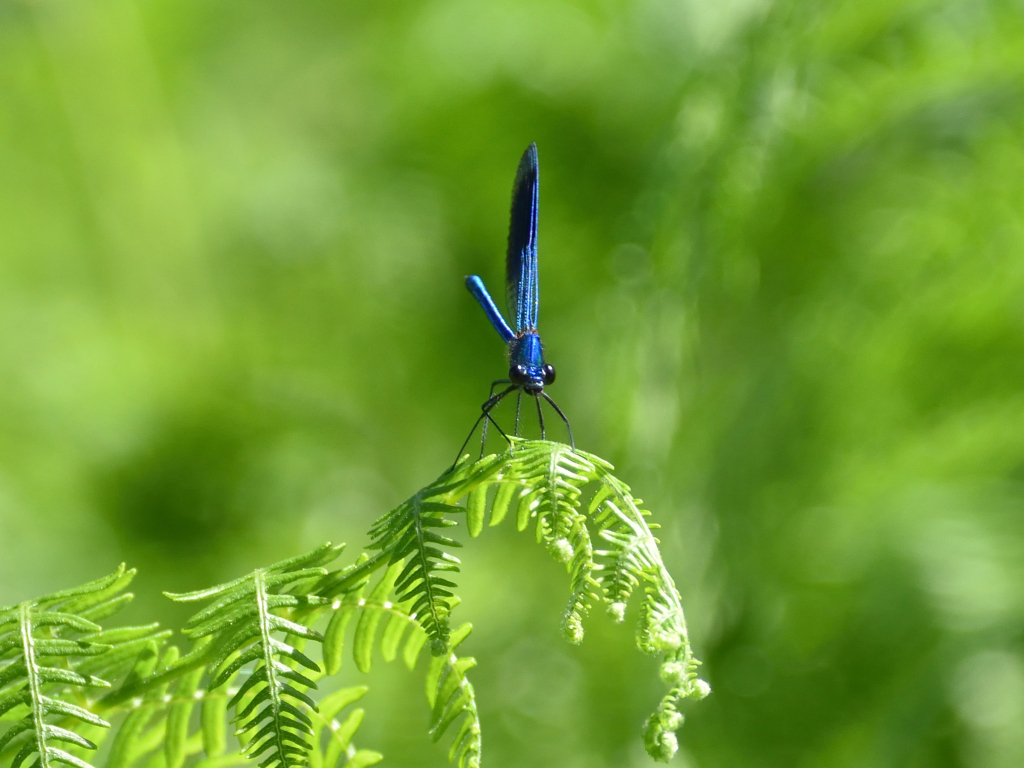 2. Banded demoiselle 2.JPG