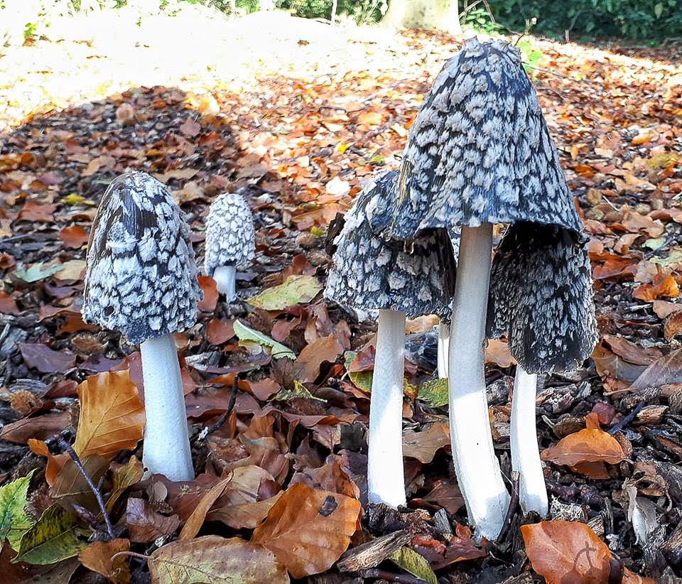 2018-10-19 09.14.50.jpg