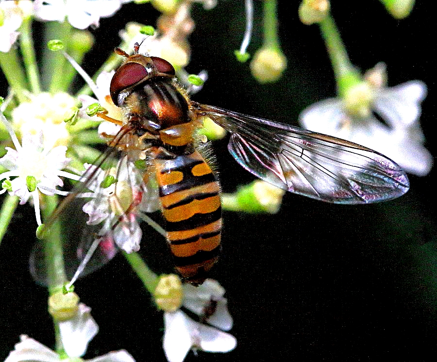 2jc7g3b_edited.JPG ,