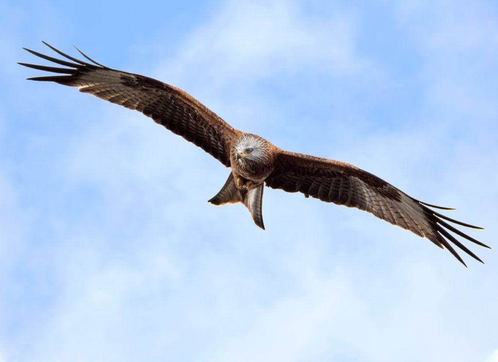 795A1453-Enhanced-1 darker3.jpg