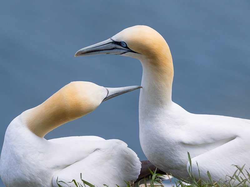 a pair of Gannets