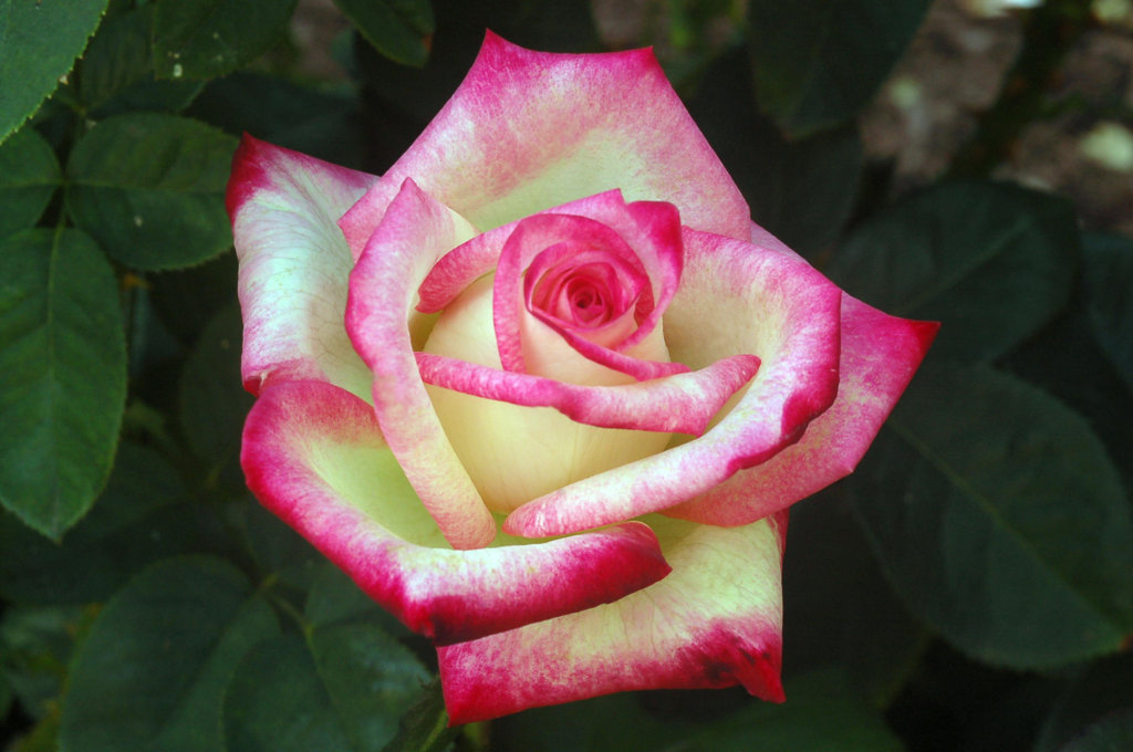 A-rose-is-a-rose-roses-17694680-2256-1496.jpg
