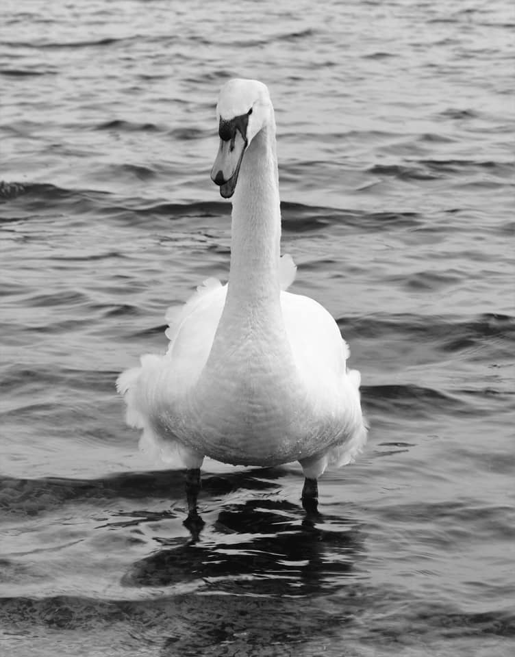 Annoyed Swan