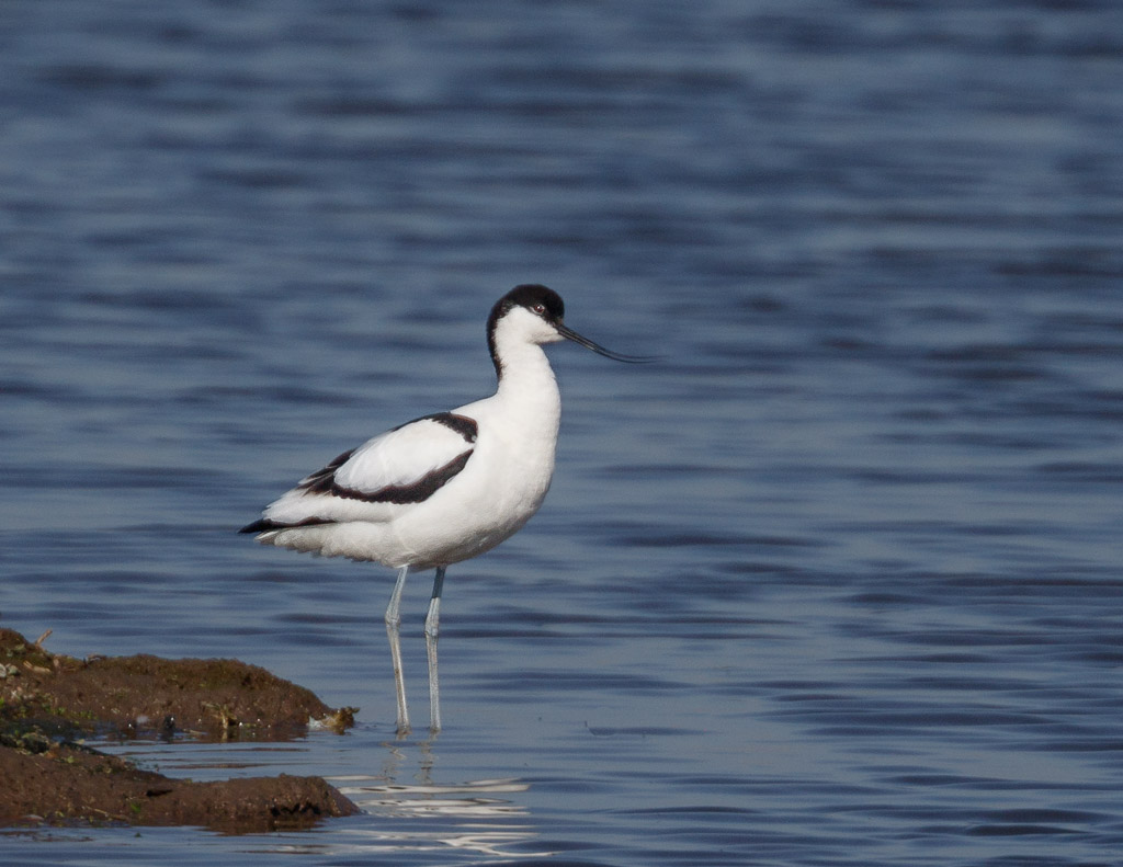 Avocet