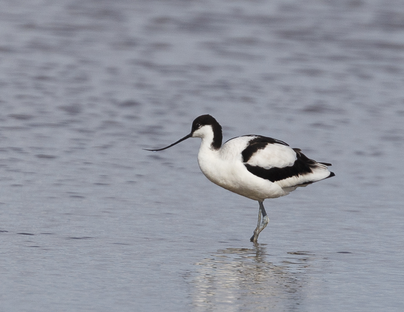 Avocet