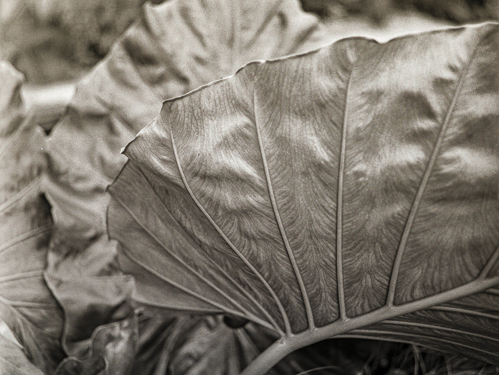 B&W Film-01211.jpg