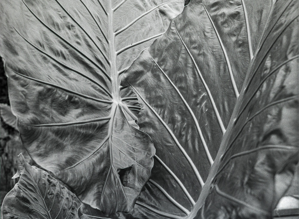 B&W Film-01214.jpg