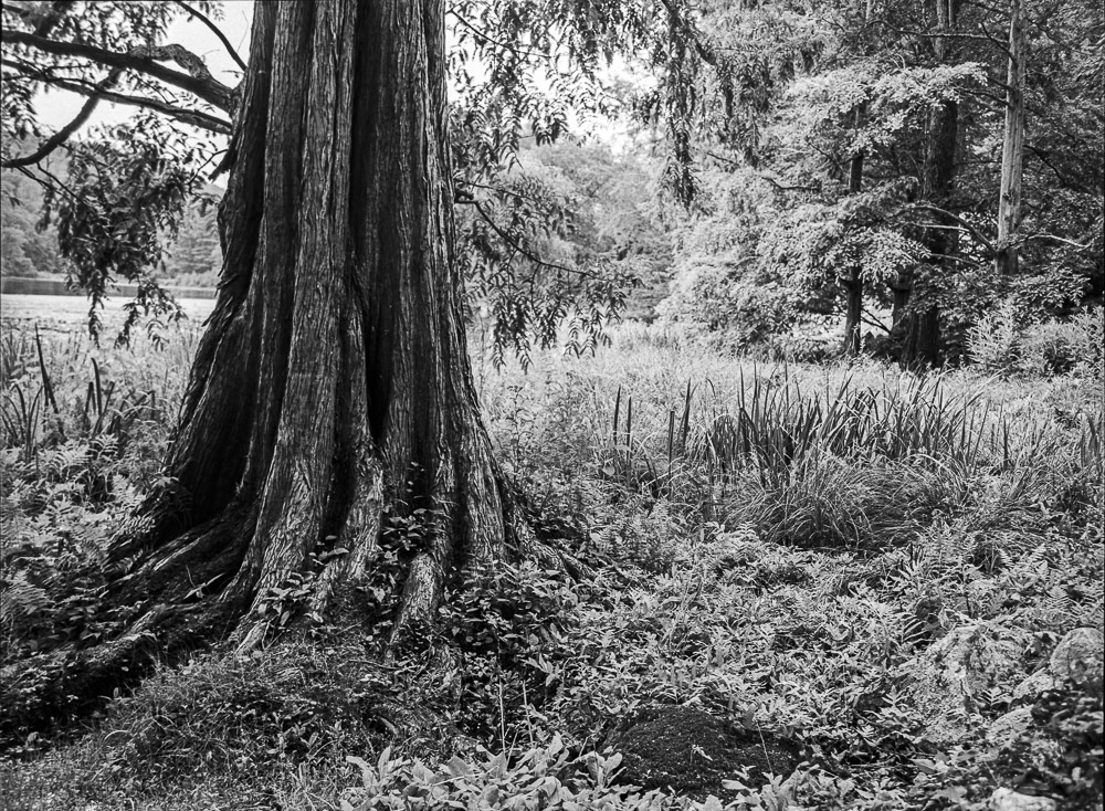 B&W Film-01216.jpg