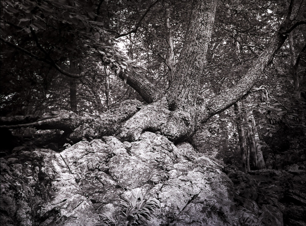 B&W Film-01218.jpg