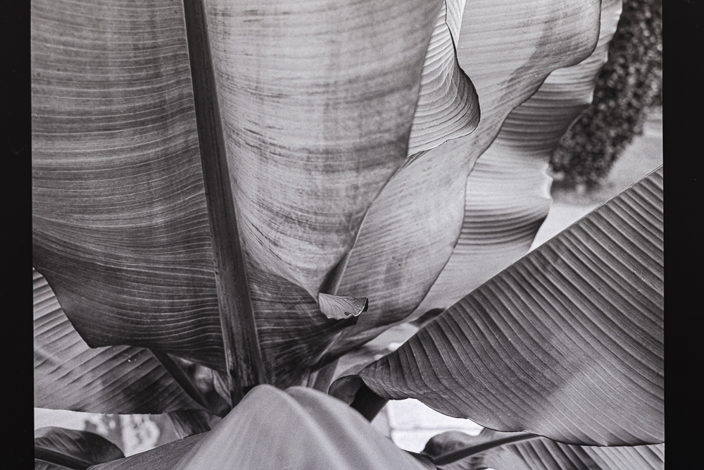 B&W Film-01245.jpg