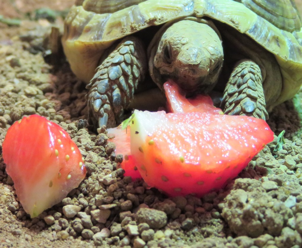 Barbara the tortoise with a strawberry