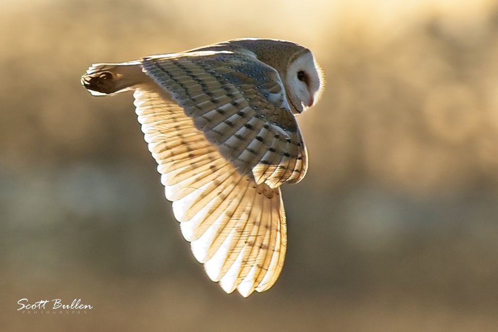 Barn Owl  - 10 03 23.jpg