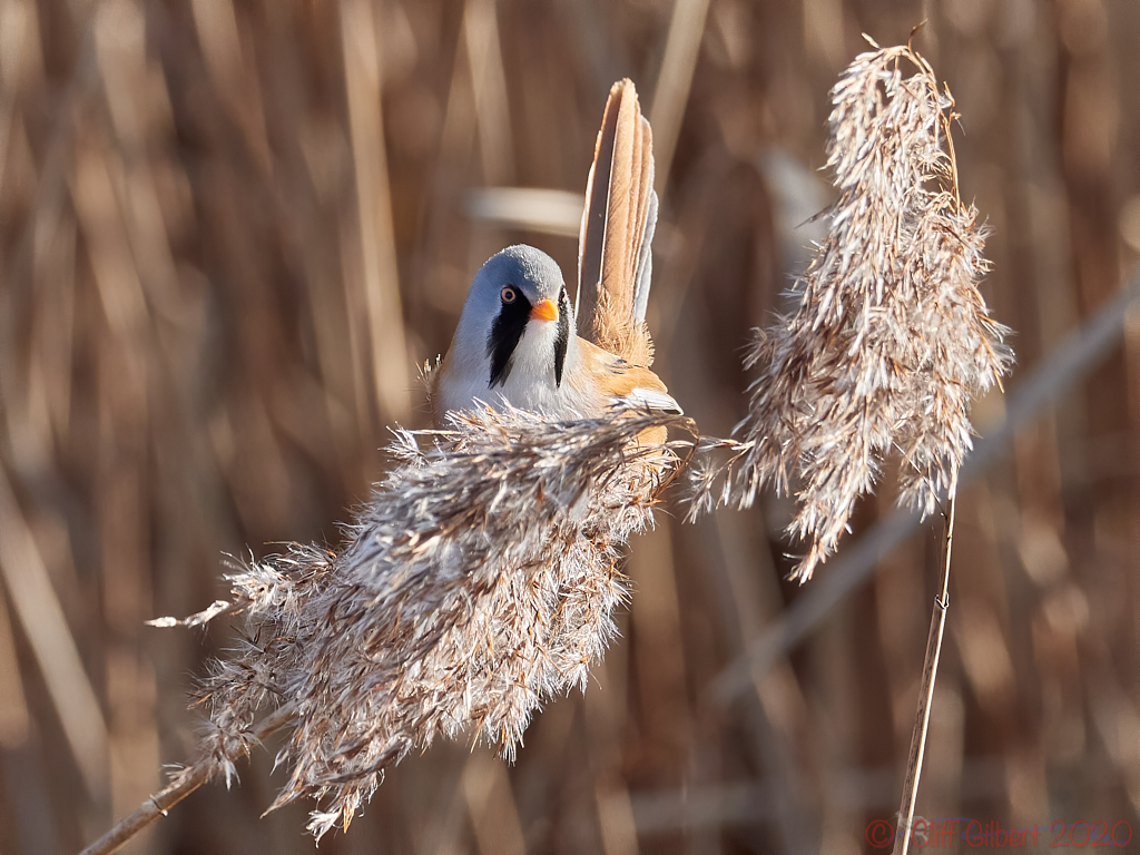 Bearded Tit