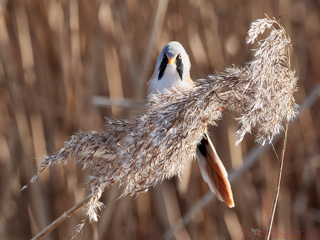 Bearded Tit