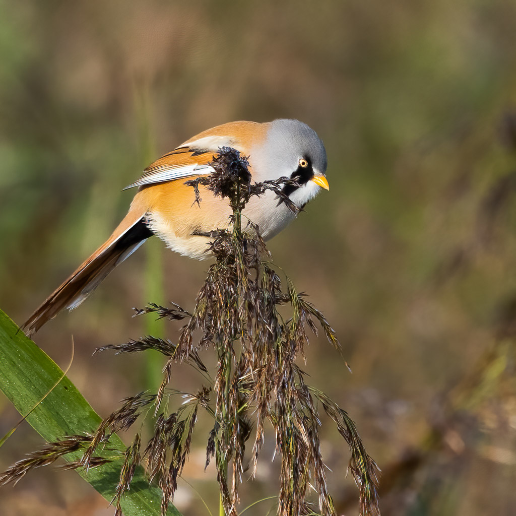 Bearded Tit