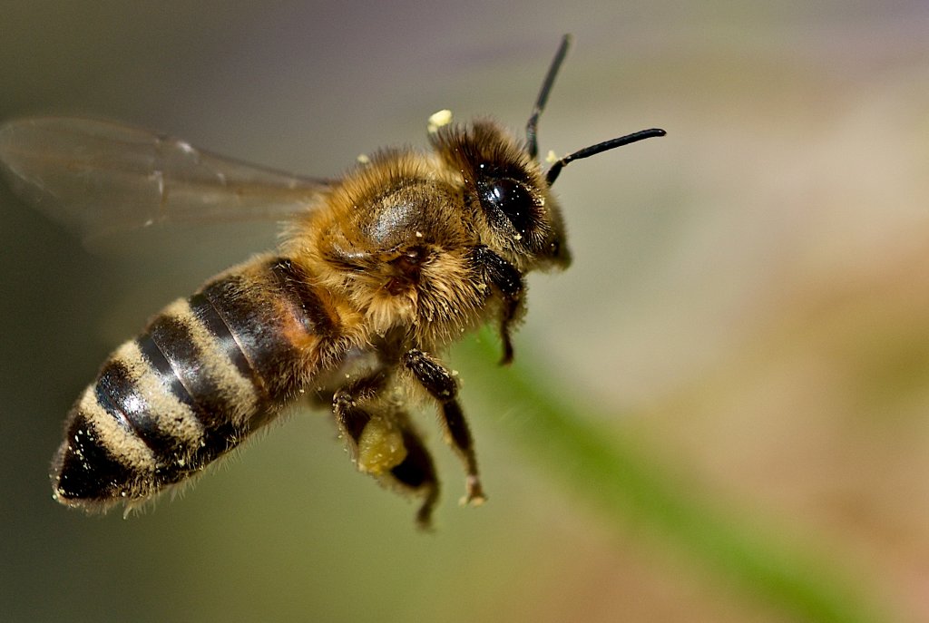 bee in flight