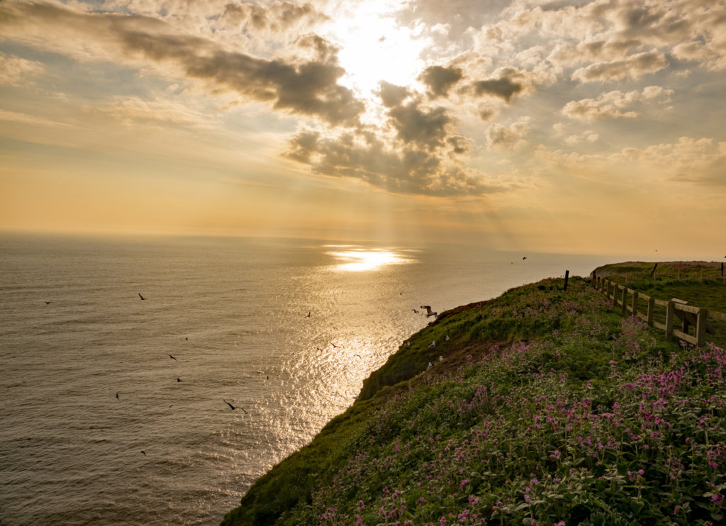 Bempton Cliffs - 28th May 2021
