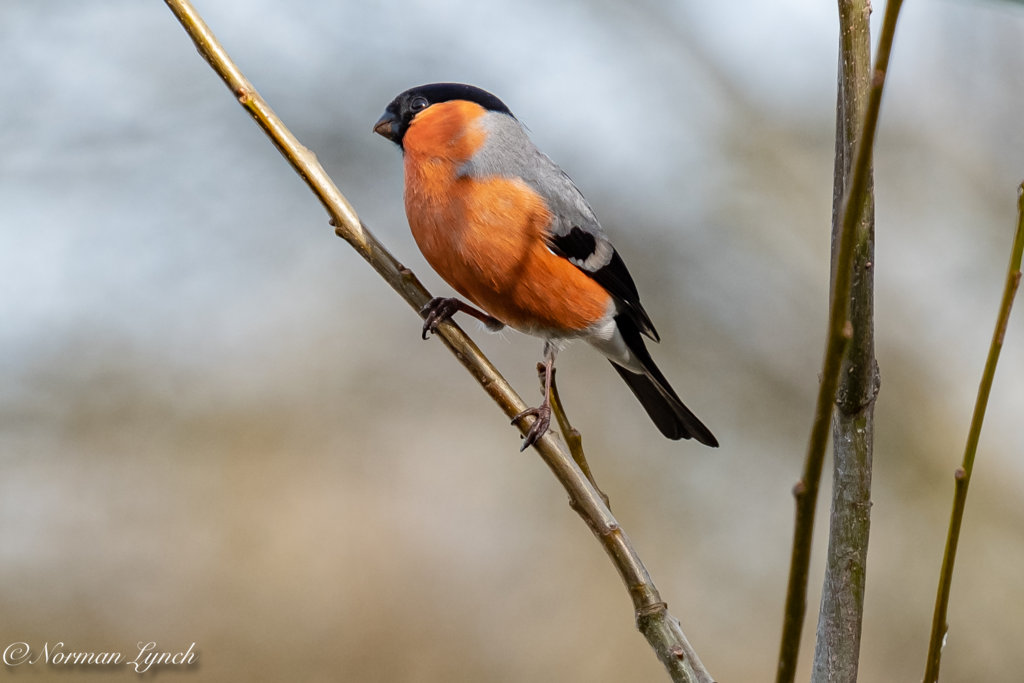 Birds 18th March 2021.JPG