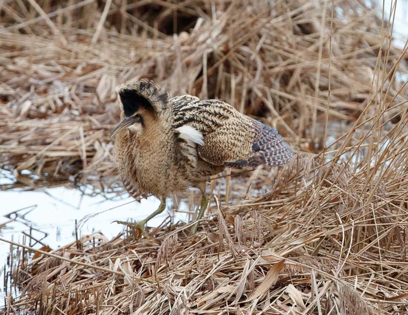 Bittern displaying