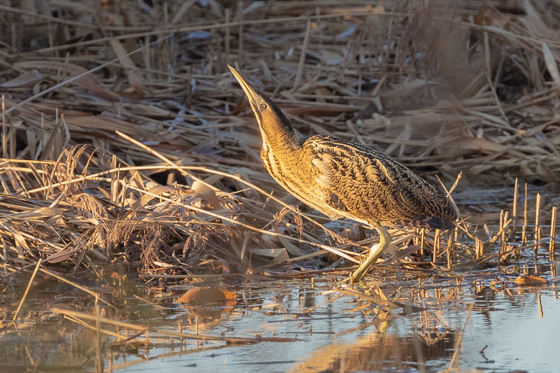 Bittern