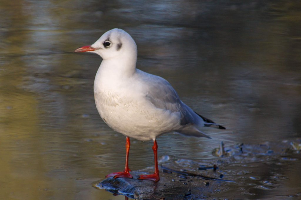 Black Headed Gull